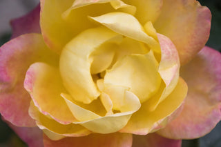 Bracciali Love Fabiani in oro simboli di legami eterni